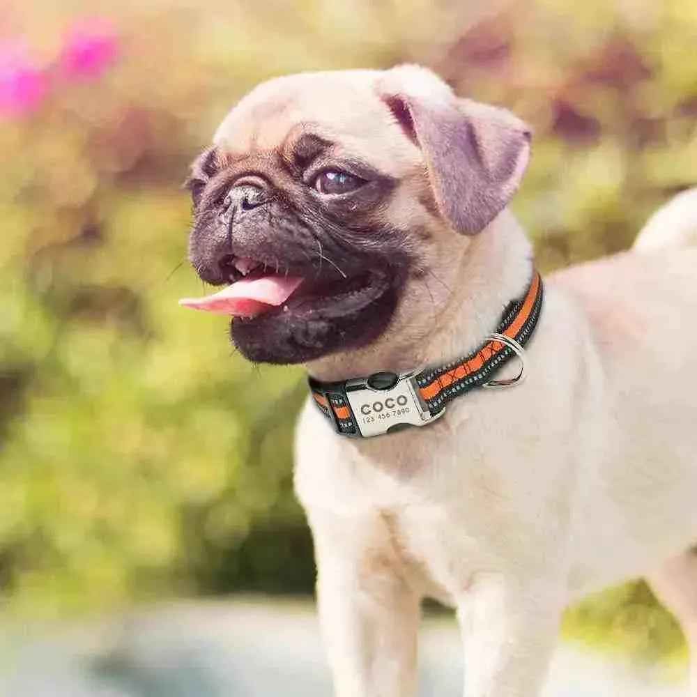 Coleira Personalizável Para Cães E Gatos - Mundo Animalito