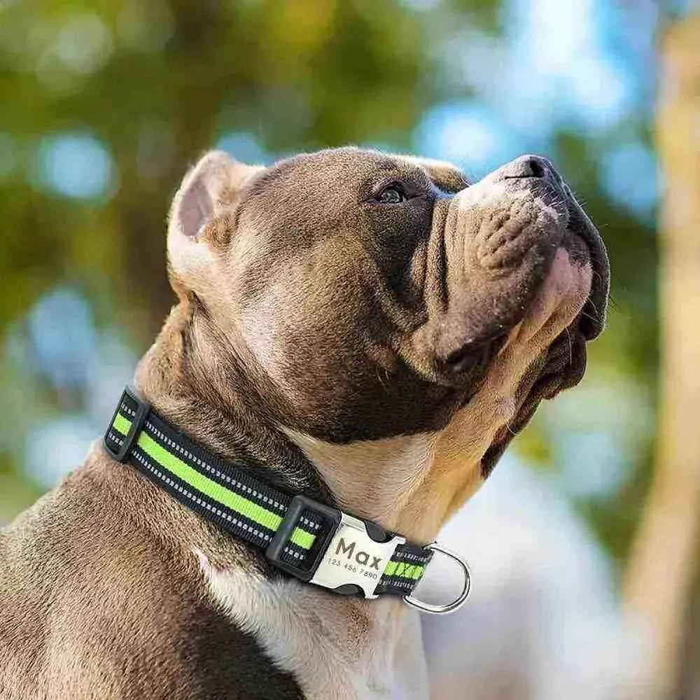 Coleira Personalizável Para Cães E Gatos - Mundo Animalito