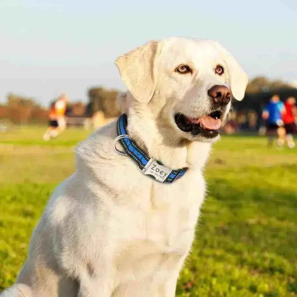 Coleira Personalizável Para Cães E Gatos - Mundo Animalito