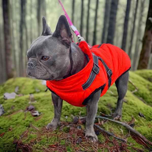 Frenchy in winter dog coat with harness