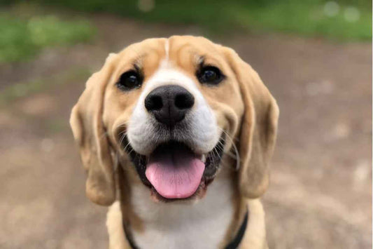 Como faço para deixar meu cachorro confortável usando uma coleira peitoral? - Mundo Animalito