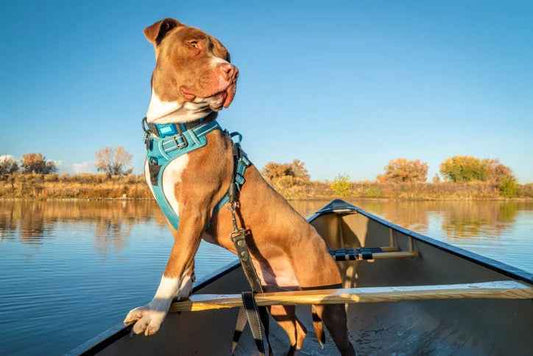 Equipamentos essenciais para cães para caminhadas: o que levar? - Mundo Animalito