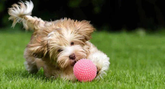 POR QUE OS CÃES AMAM BRINQUEDOS SQUEAKY!? - Mundo Animalito