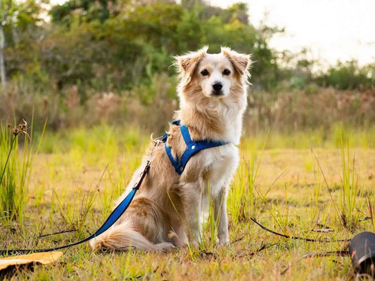 POR QUE OS PEITORAIS PARA CÃES SÃO ÓTIMOS DE USAR? - Mundo Animalito