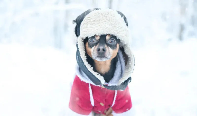 Preparando seus animais de estimação para o inverno: itens essenciais para o tempo frio - Mundo Animalito