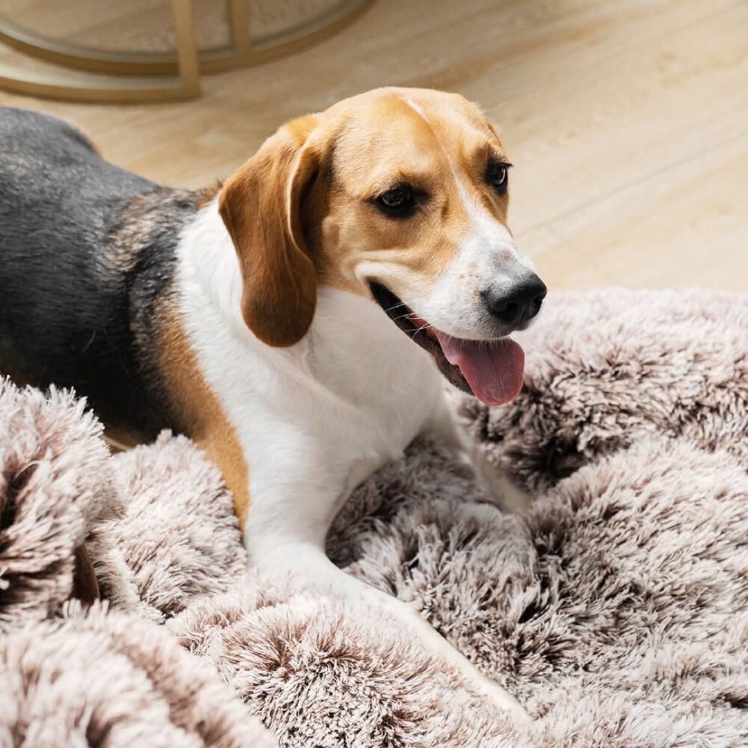 Cama Nuvem Redonda com Quatro Patas – Lavável, Macia e Aconchegante para Cães de Pequeno a Grande Porte