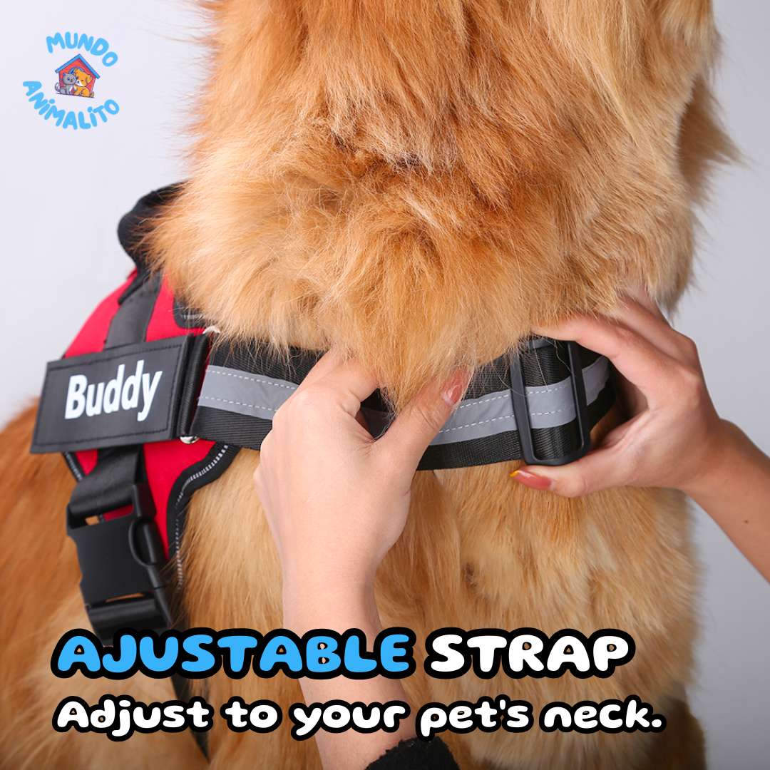 Safe Buddy Personalized Harness for Dogs with Belt, Leash and 2 Tags