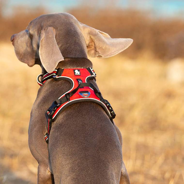 Peitoral para Cachorros Ajustável e Anti Puxão - True Love