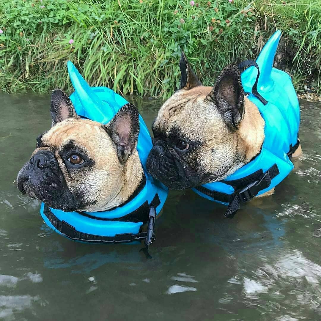 Colete Salva Vidas Cachorro Pet Floater Shark | Mundo Animalito