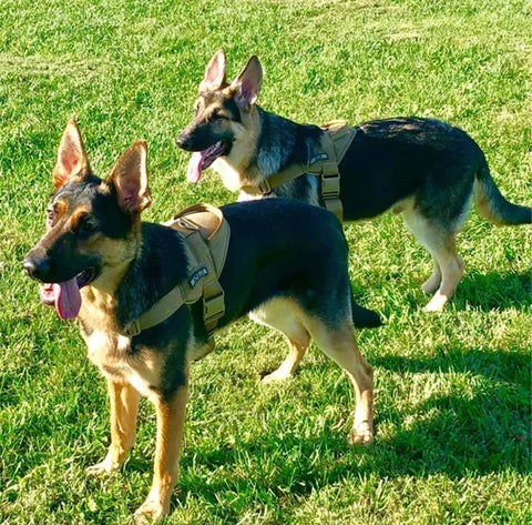 Peitoral Militar Personalizado e Ajustável para Cachorros