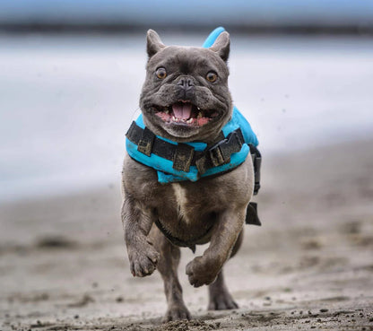 Colete Salva Vidas Cachorro Pet Floater Shark | Mundo Animalito