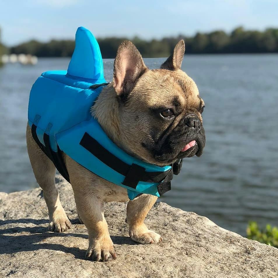 Colete Salva Vidas Cachorro Pet Floater Shark | Mundo Animalito