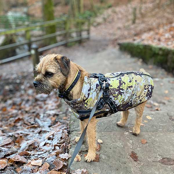 built in harness coat on border terrier