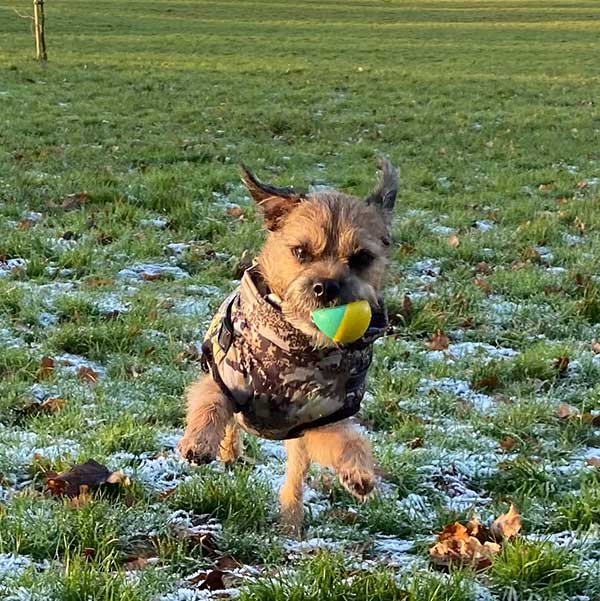 best dog coat for border terriers