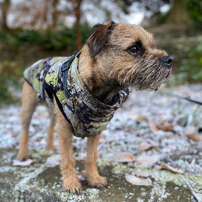 border terrier dog coat with harness