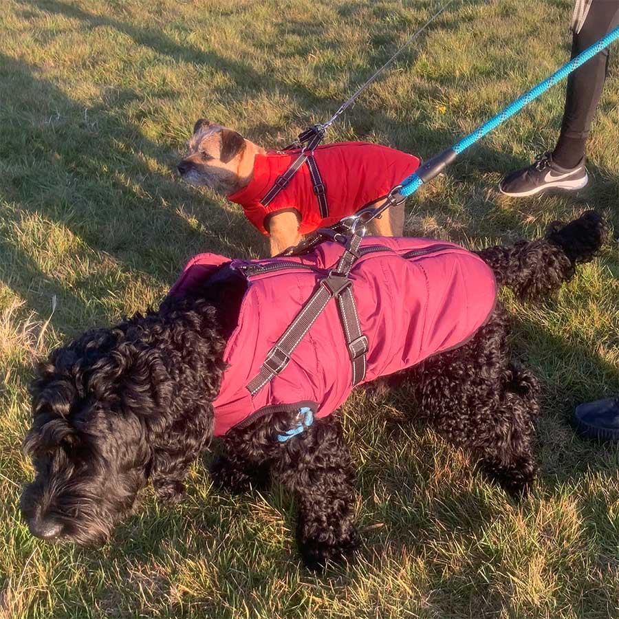 cockerpoo dog coat with built in harness