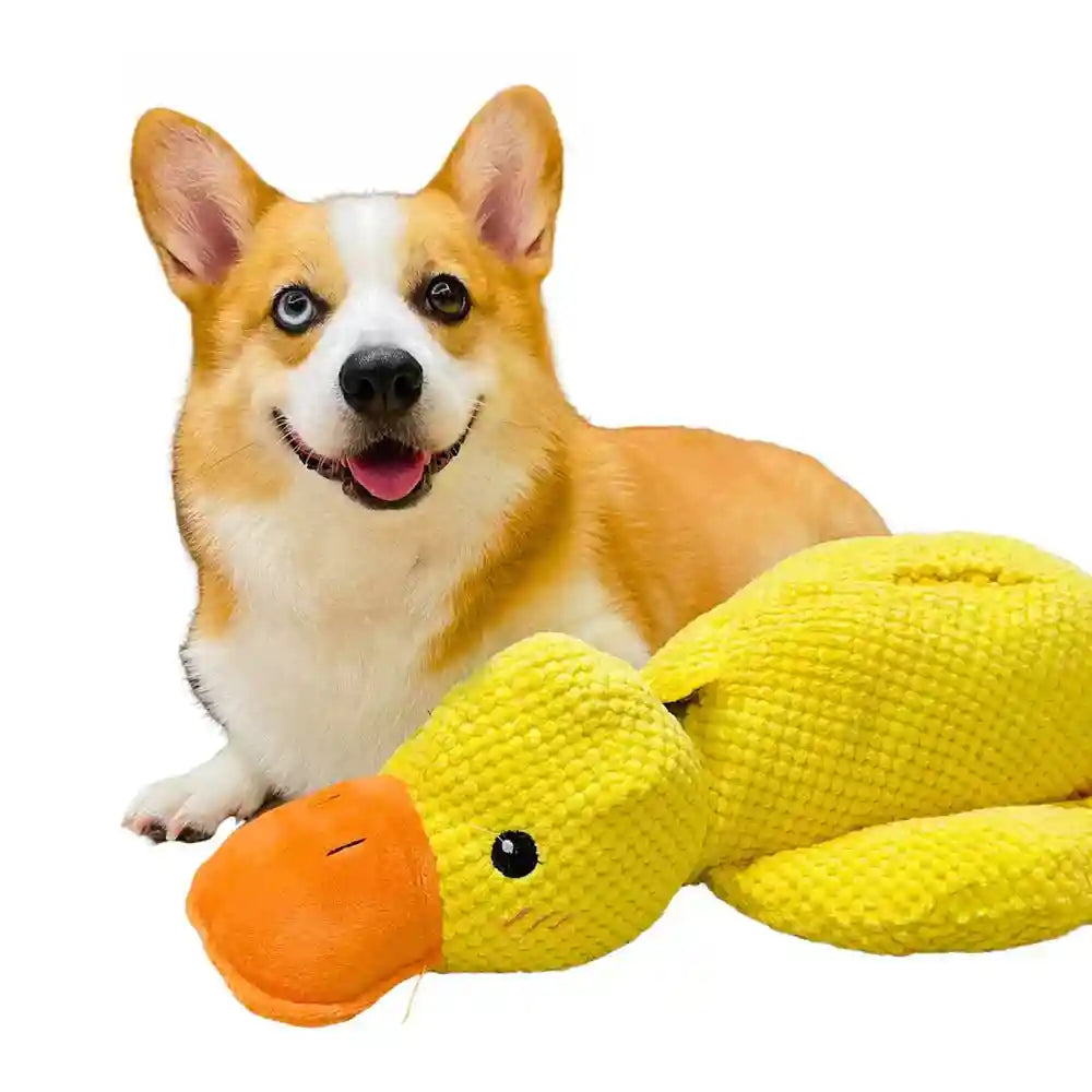 Corgi ao lado de brinquedo de pato amarelo antiestresse para cachorro em fundo branco.