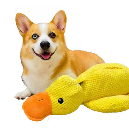 Corgi ao lado de brinquedo de pato amarelo antiestresse para cachorro em fundo branco.