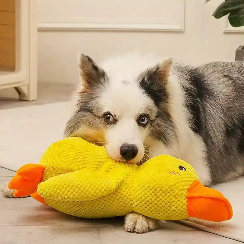 Cachorro deitado segurando brinquedo pato amarelo anti-estresse para cachorro no chão