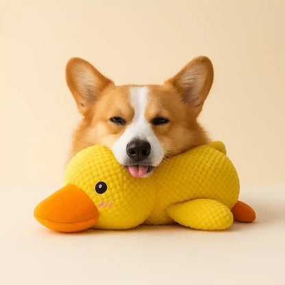 Cachorro corgi deitado sobre brinquedo pato amarelo antiestresse para cachorro
