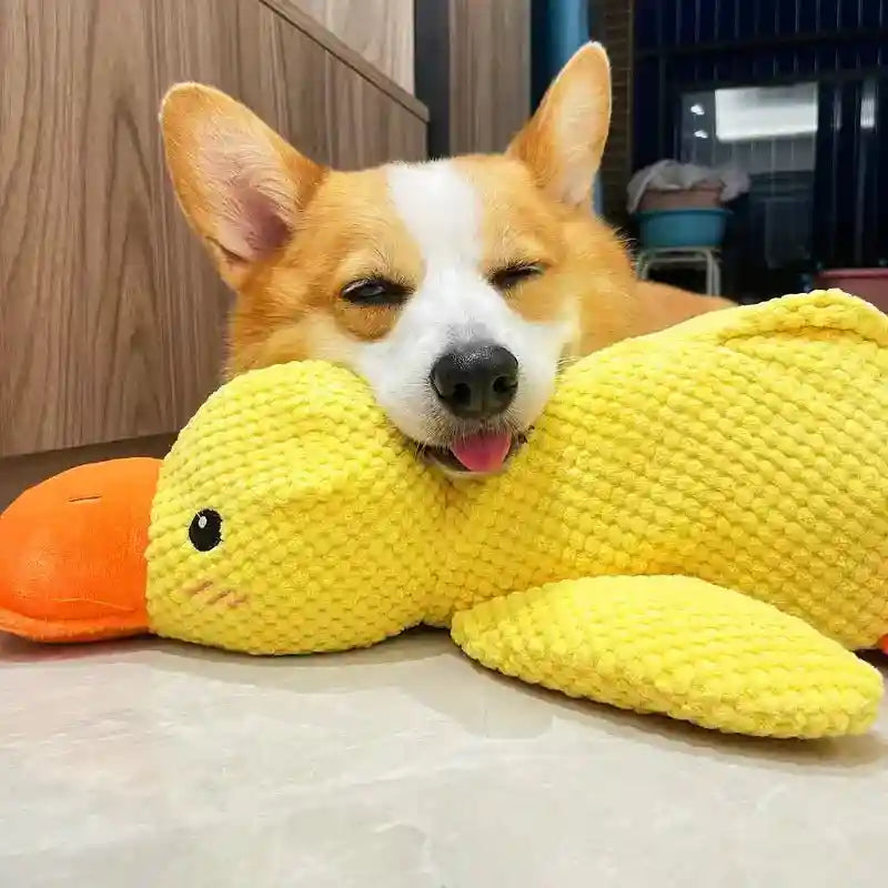 Cachorro corgi deitado com brinquedo pato amarelo antiestresse para cachorro