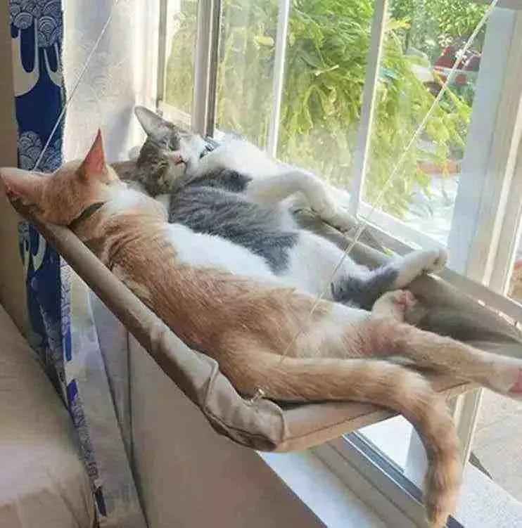 Cama Suspensa para Gatos Até 20Kg | Mundo Animalito - Mundo Animalito