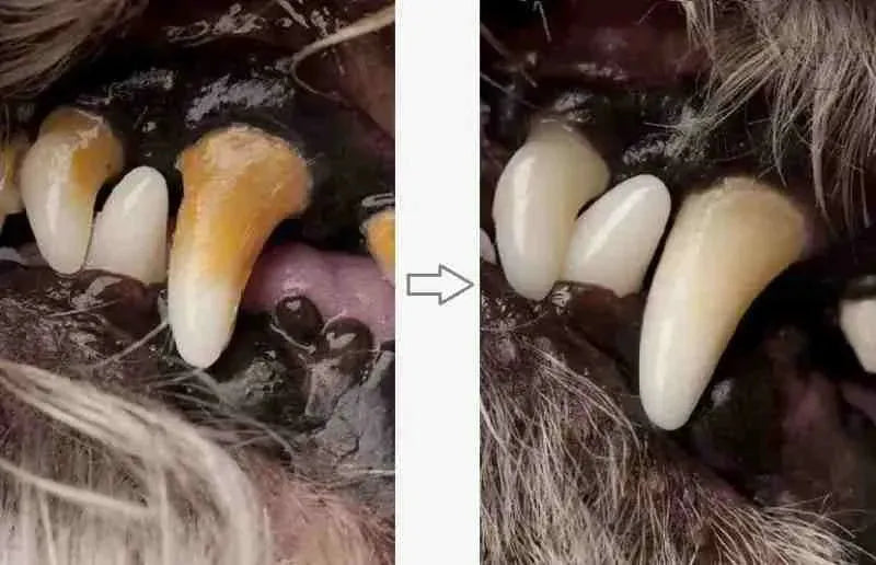 Caneta para Escovar Dente de Cachorro - Limpeza de Tártaro - Mundo Animalito