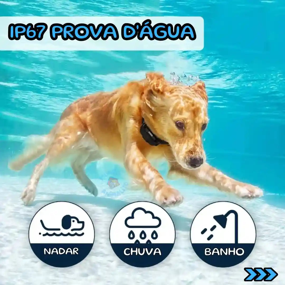 Cão nadando com coleira de adestramento à prova d'água IP67 para banho, chuva e natação.