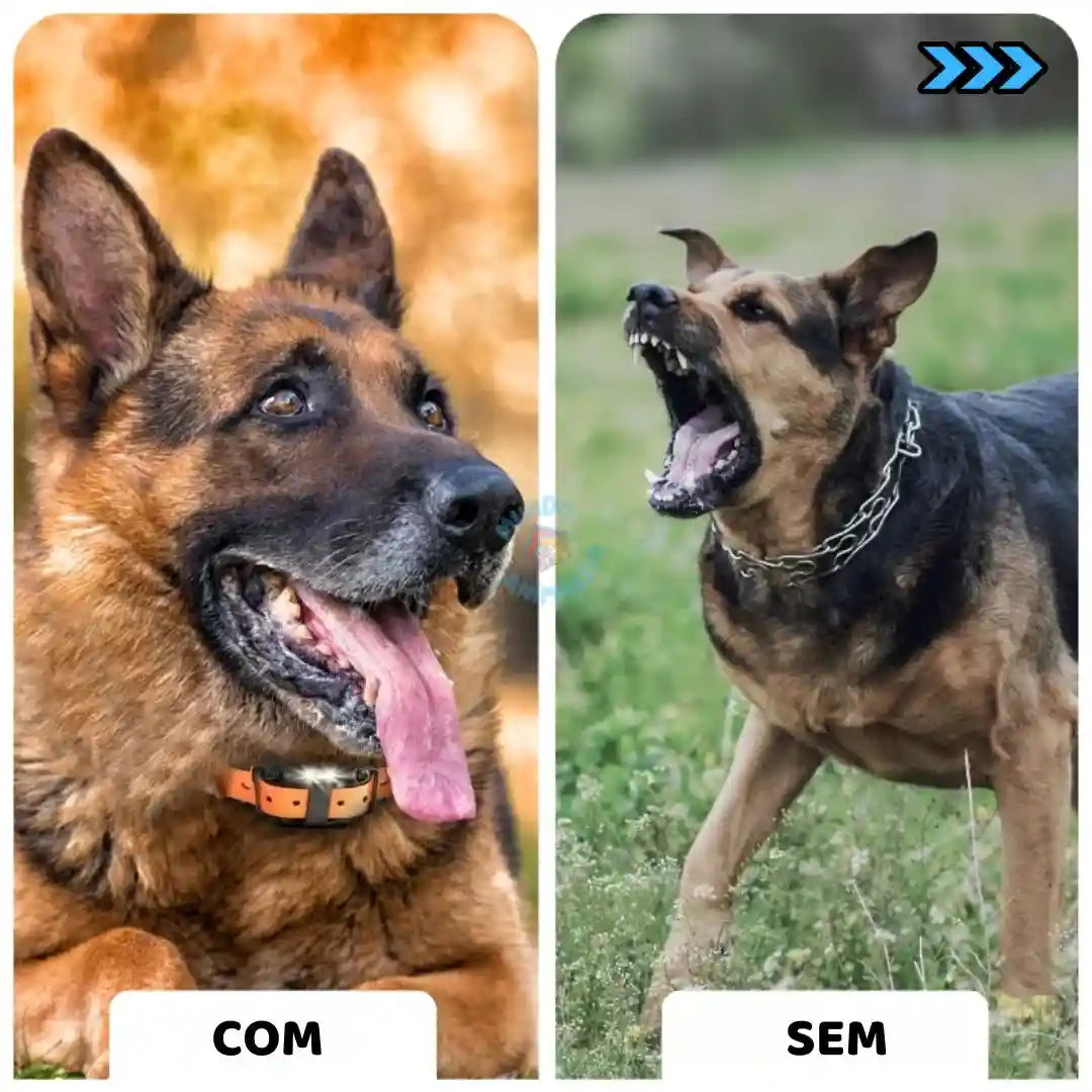 Comparação de cães pastor alemão, um com coleira de adestramento e outro sem, em ambientes externos.