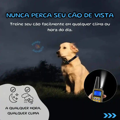 Cão usando coleira de adestramento com controle remoto, ao ar livre à noite; produto para treinar cachorro em qualquer clima.