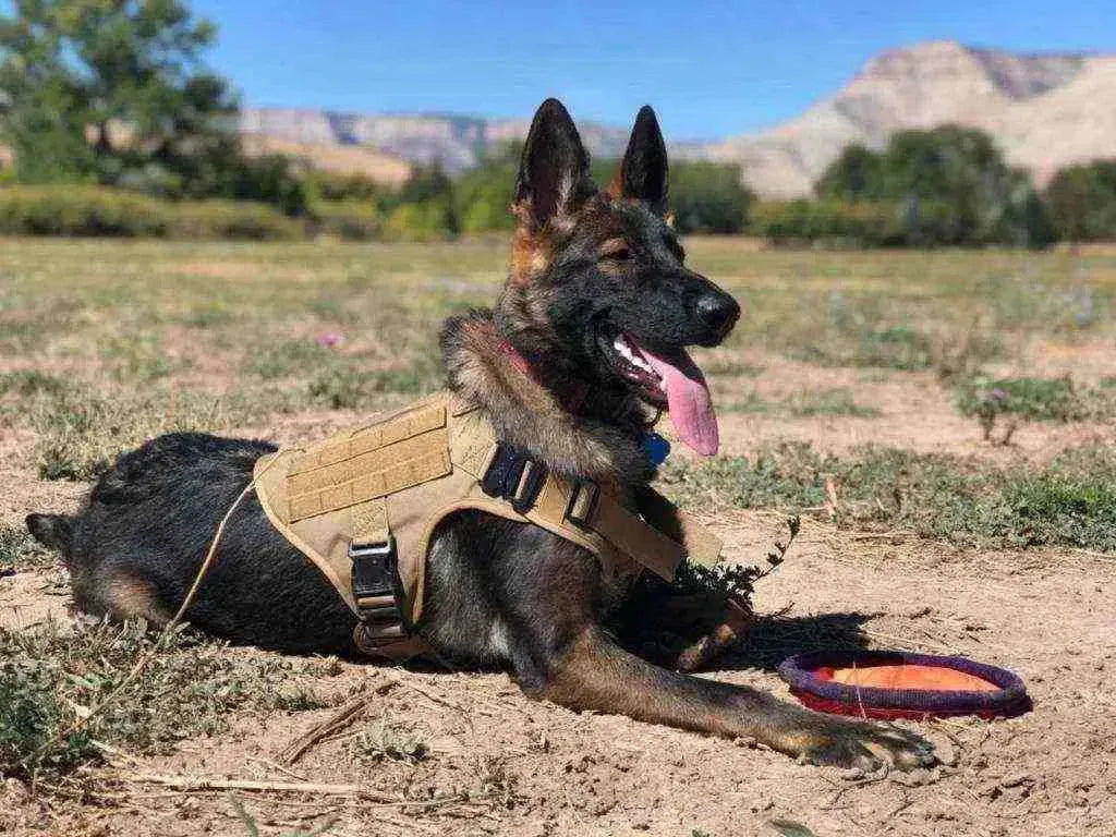 Coleira Peitoral Militar Reforçada, Tática e Anti Puxão para Cães - Mundo Animalito