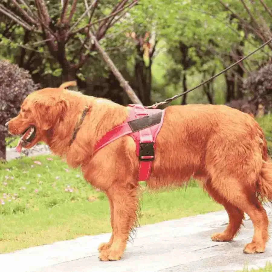 Coleira Peitoral Personalizada, Refletiva e Ajustável para Cachorros - Mundo Animalito