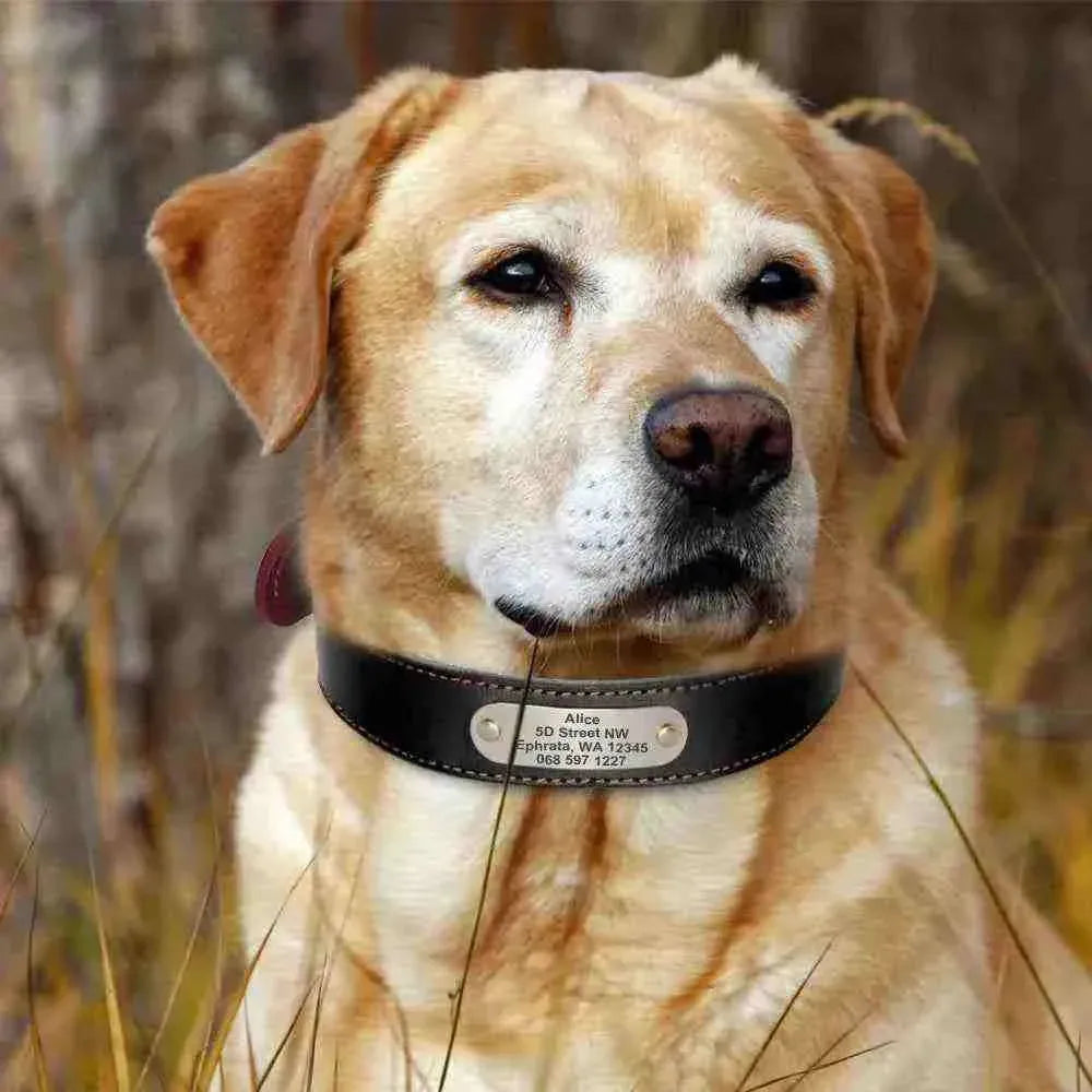 Coleira Personalizada de Couro com Nome, Telefone e Endereço para Cachorros - Mundo Animalito