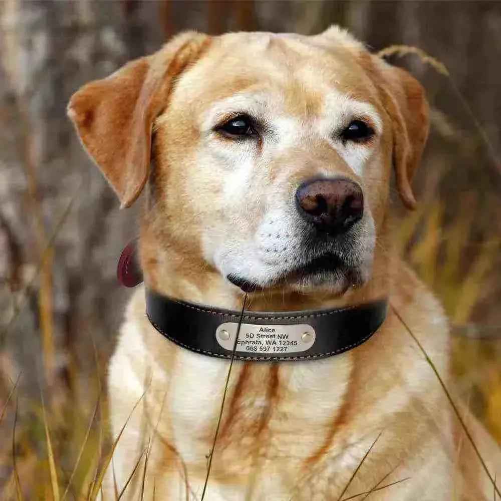 Cachorro labrador com coleira de couro personalizada com nome, telefone e endereço.