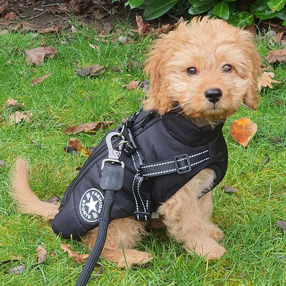 Cavapoo puppy dog coat with harness - waterproof and warm