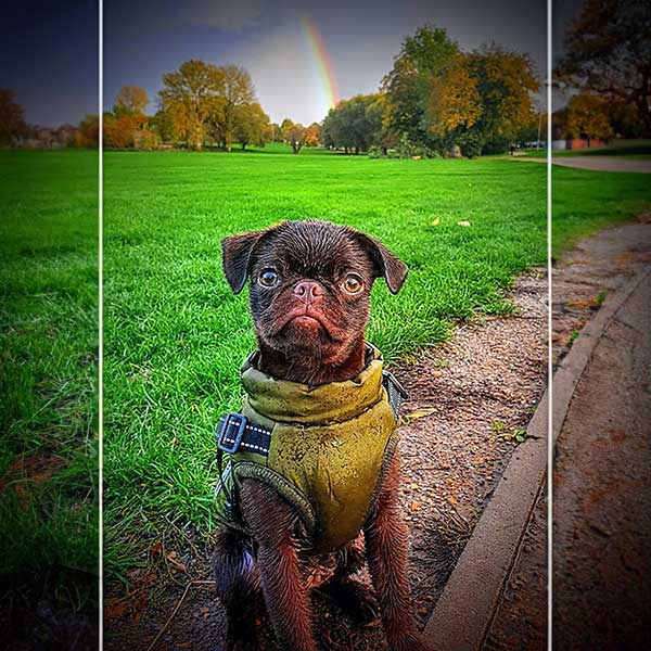 dog coat with harness