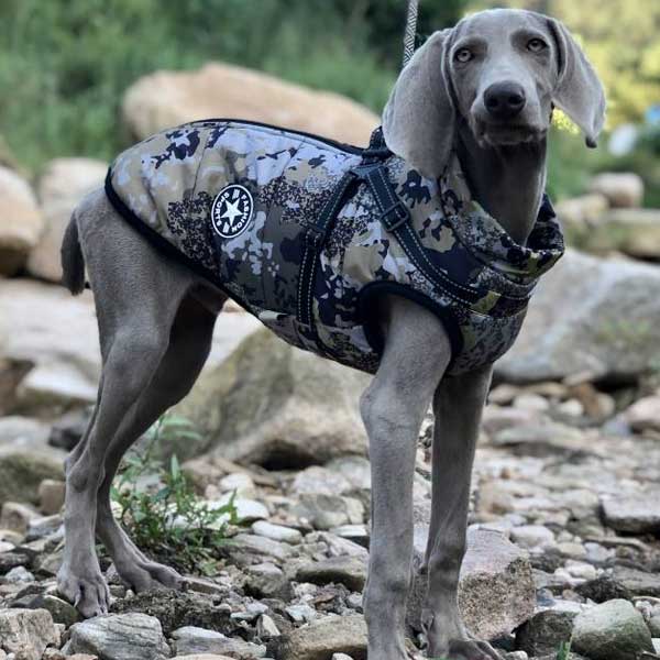 camo dog coat with harness built in