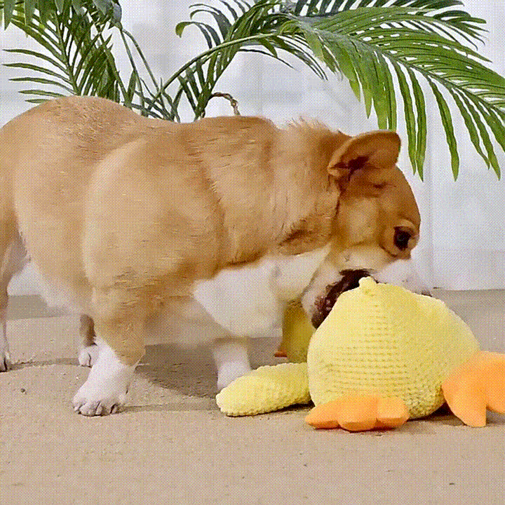 Cachorro corgi brincando com brinquedo de pelúcia amarelo em ambiente interno com plantas