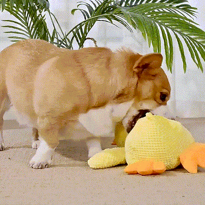 Cachorro corgi brincando com brinquedo de pelúcia amarelo em ambiente interno com plantas