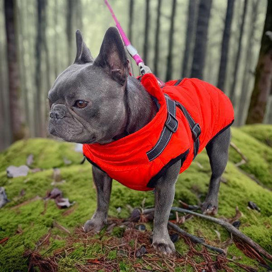 Frenchy in winter dog coat with harness