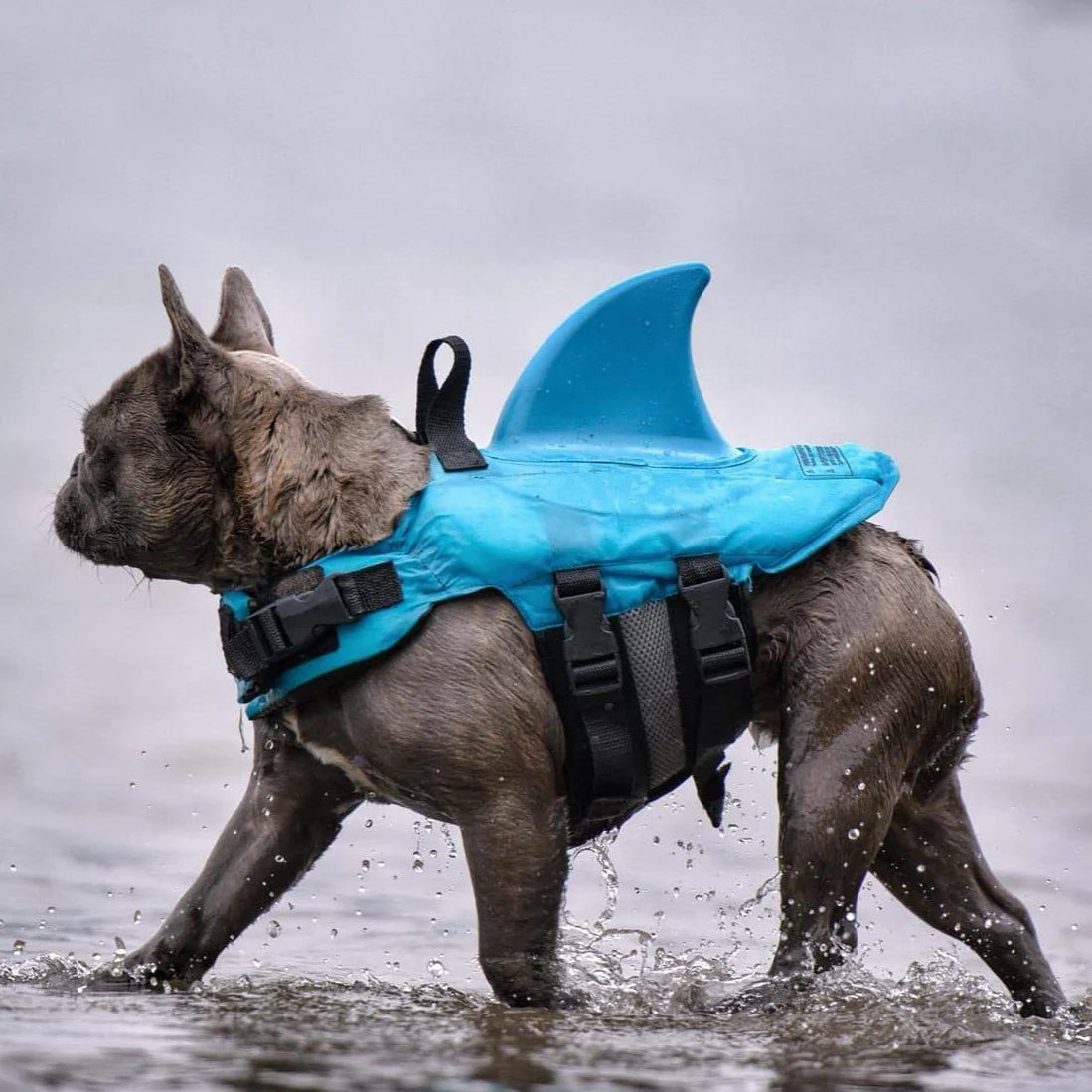 Colete Salva Vidas Cachorro Pet Floater Shark | Mundo Animalito