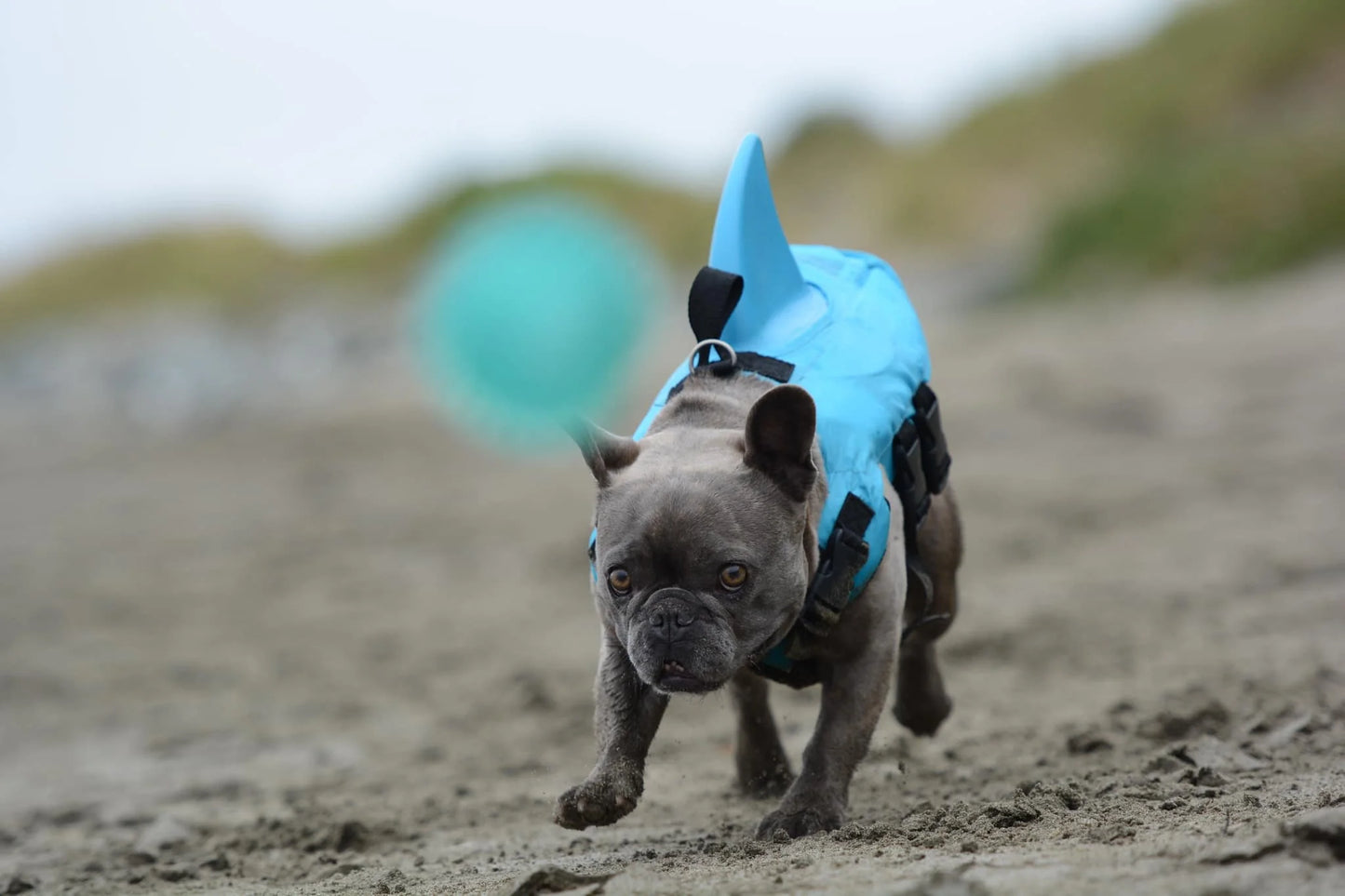 Colete Salva Vidas Cachorro Pet Floater Shark | Mundo Animalito