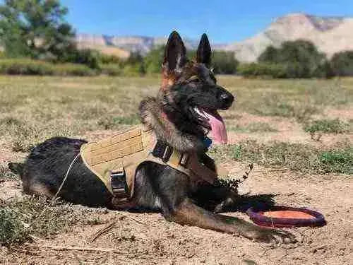 Peitoral Militar Anti Puxão, Tático e Reforçado para Cães - Mundo Animalito