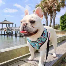 Peitoral para Cachorros - Unicórnio e Sorvete - Mundo Animalito