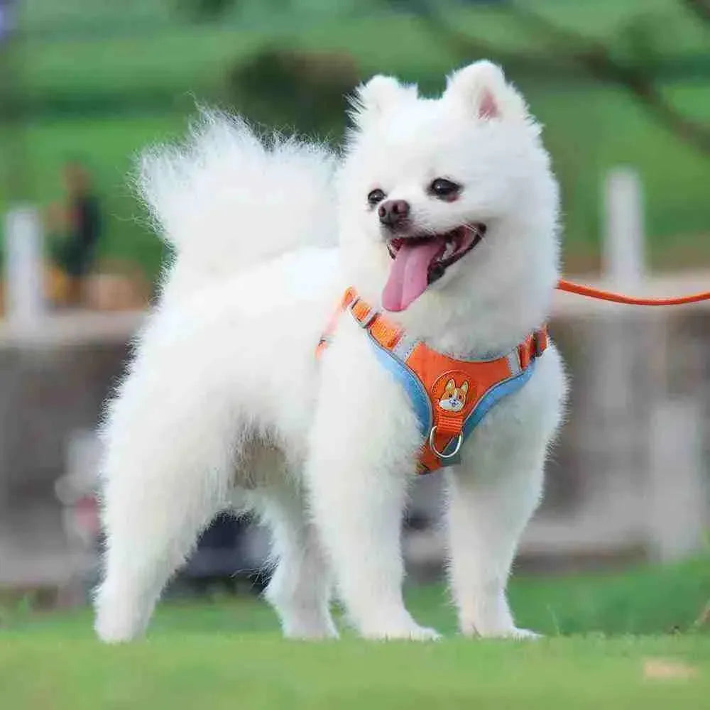 Peitoral Para Cães Refletiva com Guia | Mundo Animalito - Mundo Animalito