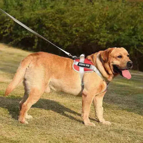 Peitoral Personalizado, Anti Puxão e Reforçado para Cachorros - Mundo Animalito