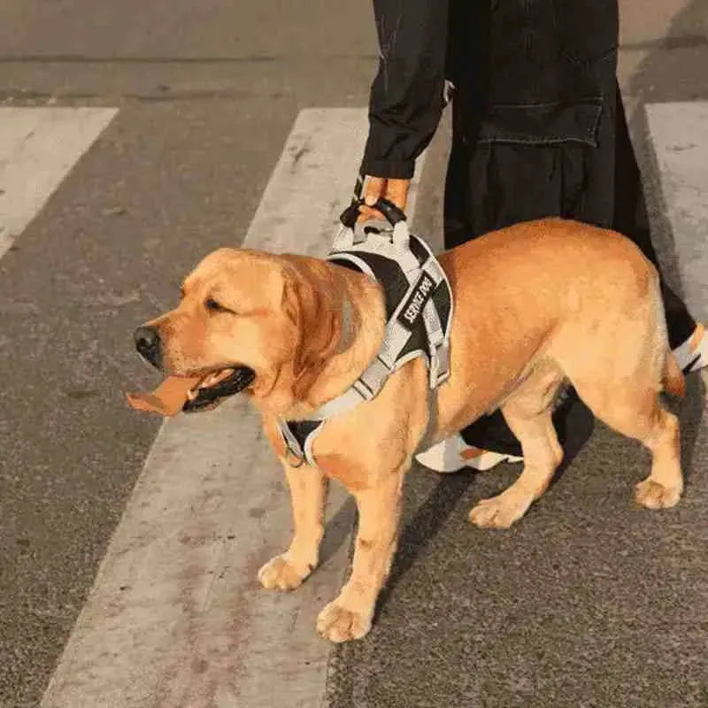 Peitoral Personalizado, Anti Puxão e Reforçado para Cachorros - Mundo Animalito