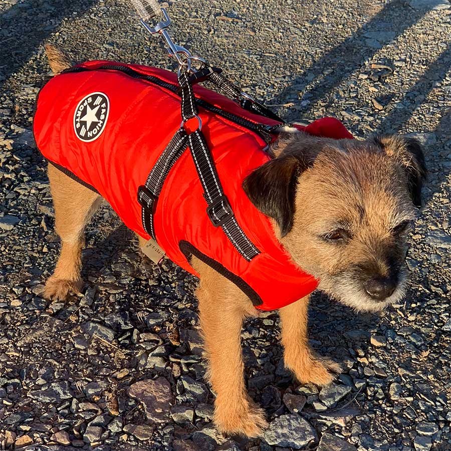 border terrier coat