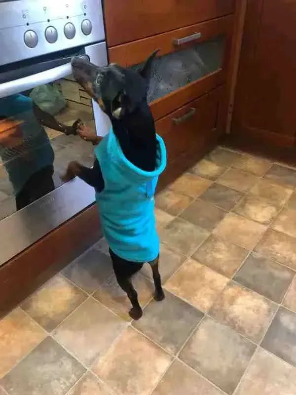 Roupa de Frio para Cachorro com Lã - Mundo Animalito - Mundo Animalito