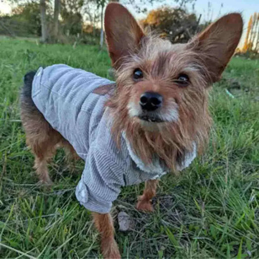 Roupa de Frio para Cachorros Revestida com Algodão - Mundo Animalito